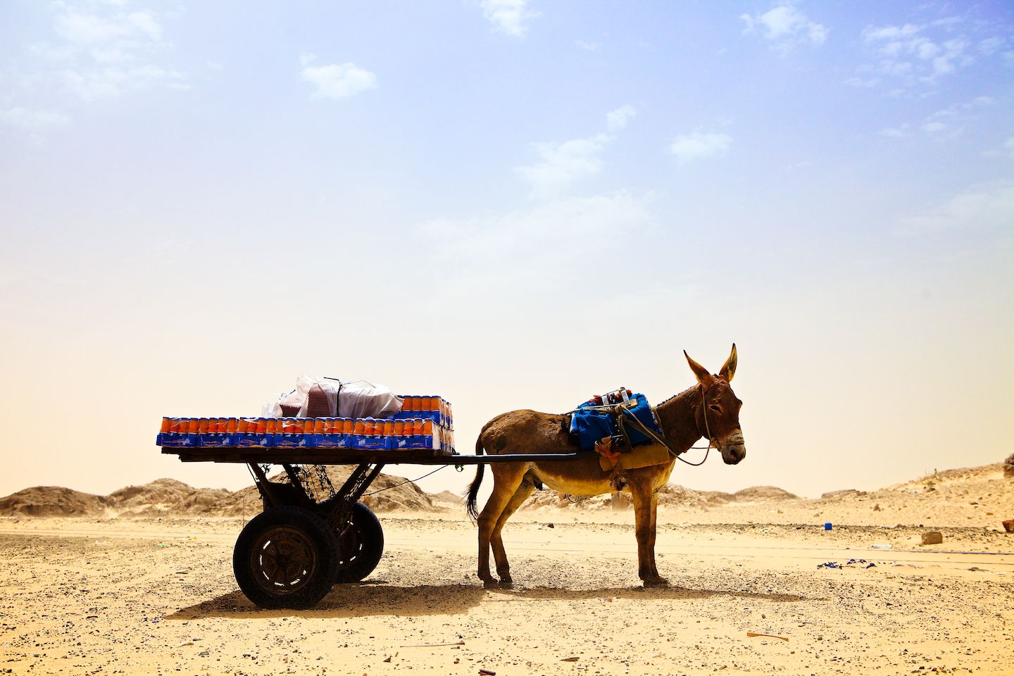The Dakar Orphans