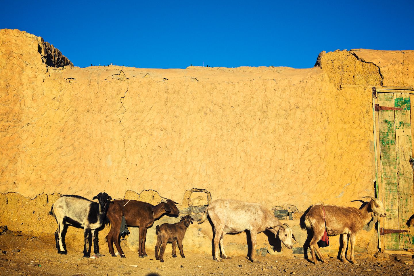 The Dakar Orphans