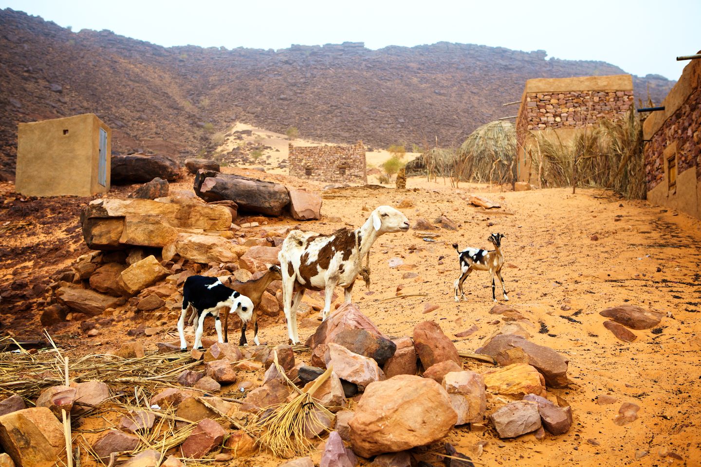 Force feeding in Mauritania