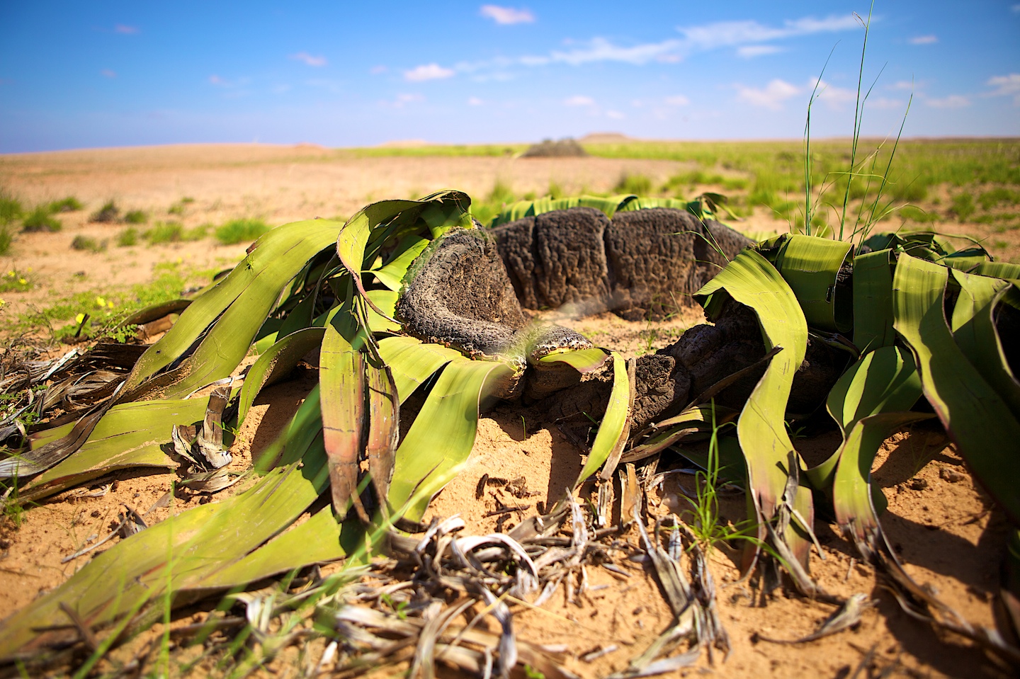 Discovering Angola